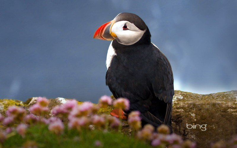 atlantic, puffin, seabird, 1080P