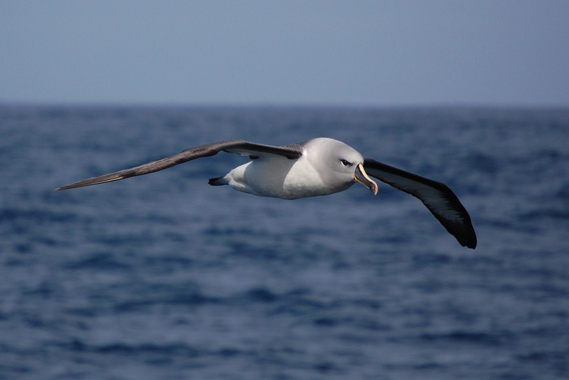 animal wildlife, day, seagull, no people, animal themes, flying, birds, Albatross, one animal, water, motion, horizon, animals in the wild, spread wings