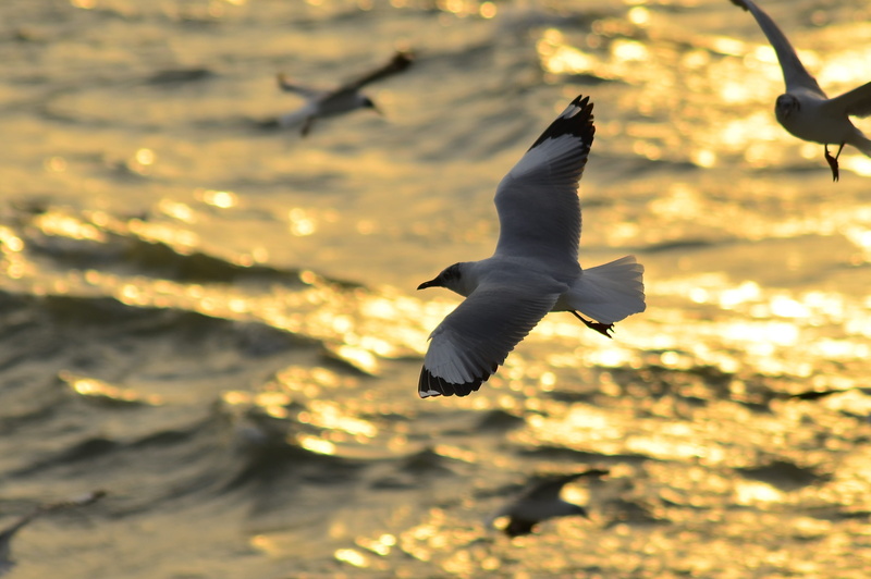 seagull, beauty in nature, outdoors, nature, flying, seabird, water, one animal, evening, animal wildlife, natural, mid-air, sea, animal themes, sunset