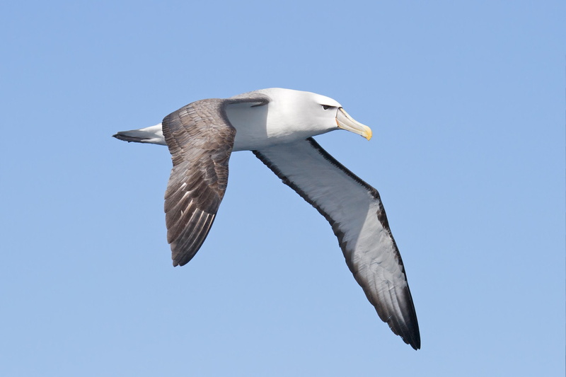 marine, flying, 1080P, Seabird, outdoors, sky, animal wildlife, animals in the wild, blue, Albatross, spread wings, birds, one animal, seagull, no people