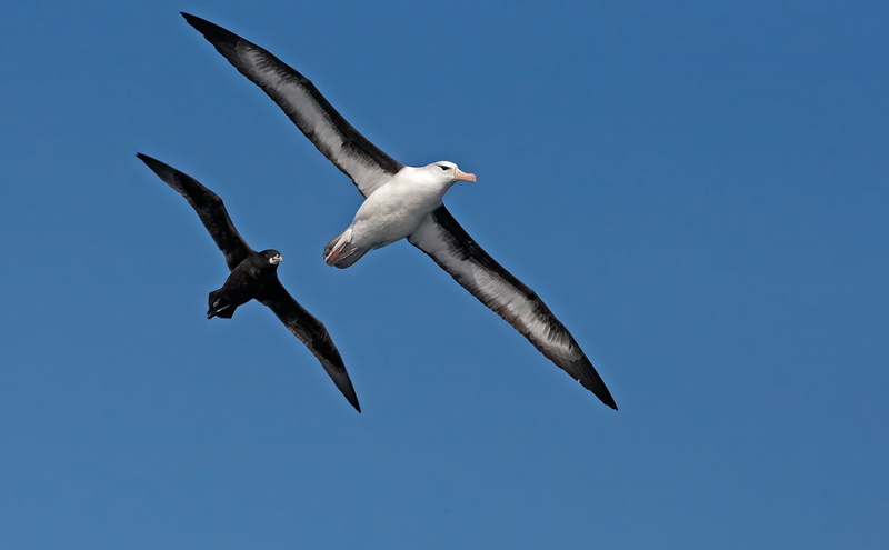animal wildlife, mid-air, seagull, animal body part, flock of birds, animal themes, nature, birds, animal wing, no people, animal, spread wings, vertebrate