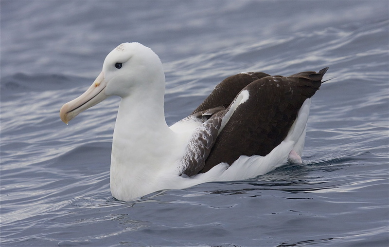 animals in the wild, swan, white color, no people, waterfront, 2K, water bird, animal wildlife, day, beak, vertebrate, animal themes, Albatross, lake