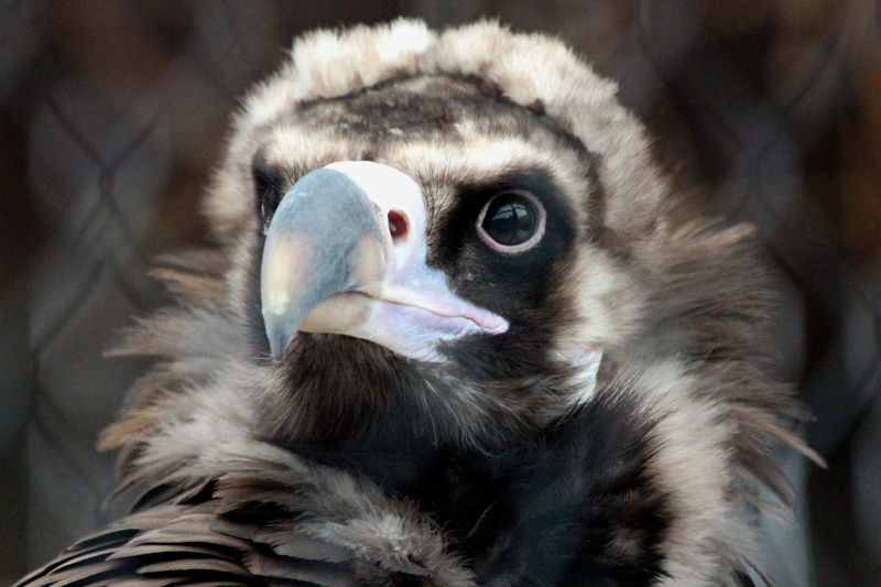 animal body part, bird of prey, bird, vulture, nature, scavenger, view, eyes, 2K, predator, aegypius monachus, large bird, vertebrate, wild animals, no people