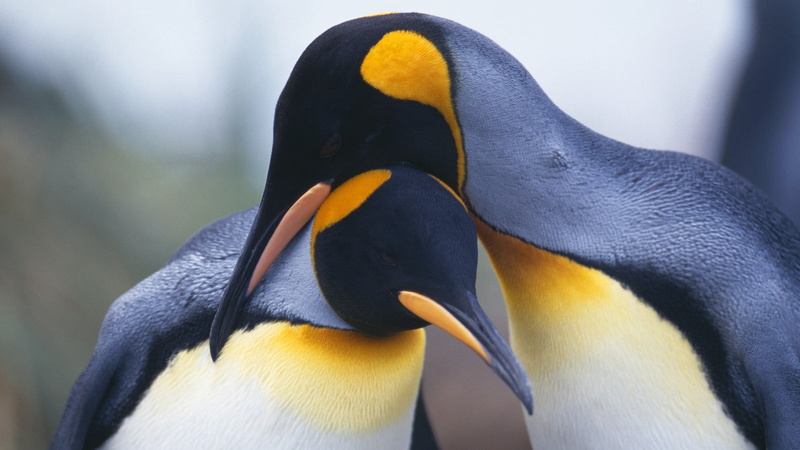 animal wildlife, seabird, 1080P, animals, aquatic bird, king penguin, close-up, animals in the wild, animal body part, day, nature, beak, animal themes