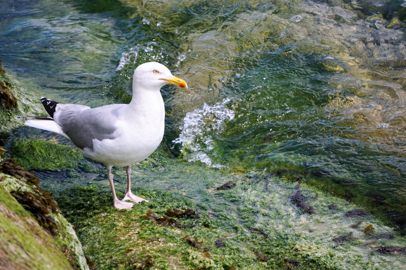 water, one Animal, gray, beauty In Nature, white, rock, beak, wildlife, river, solid, perching, rock - object, nature, day, seabird, summer, land, close-up