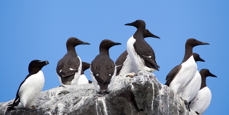 marine, sky, clear sky, animal themes, guillemot, razorbill, ornithology, rock - object, nature, animal, natural, sunny, northumberland, animals in the wild