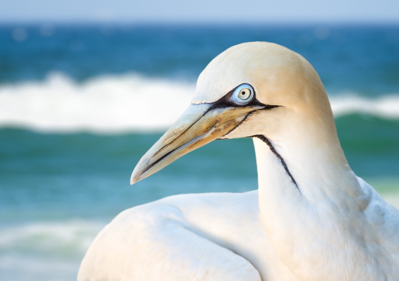 plumage, blue, white, beauty in nature, albatross, white color, beak, day, animal neck, sea, wild, beach, seagull, wildlife, feathers, flight, seabird