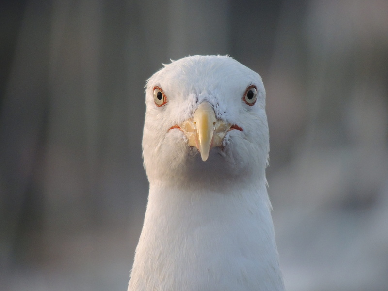 facing, animal eye, looking at camera, vertebrate, grey, 4K, one animal, animal head, black, outdoors, animals in the wild, close-up, seagull, animal