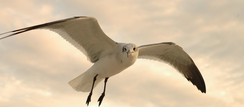 low angle view, portrait, animal wing, no people, vertebrate, spread wings, wildlife, bird of prey, in flight, one animal, outdoors, 1080P, nature, sky