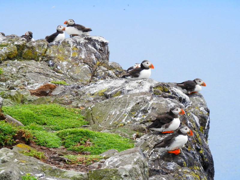 animal wildlife, bird, solid, perching, outdoors, seabird, 4K, beauty in nature, wild, vertebrate, animal themes, day, rock, water, sky, seagull, puffins