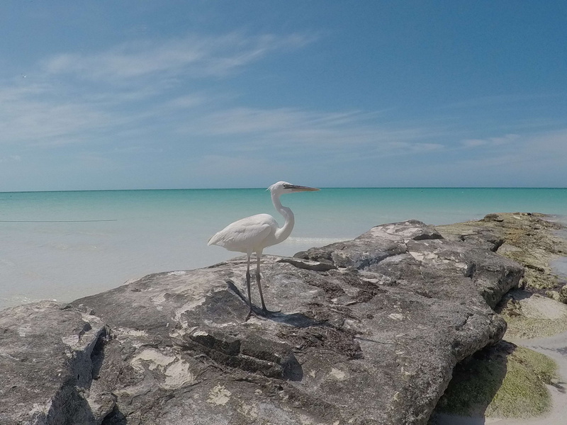 nature, mexico, bird, outdoor, land, animals in the wild, beak, destination, day, wildlife, fishing, heron, sea, sealife, no people, rocks, holbox island
