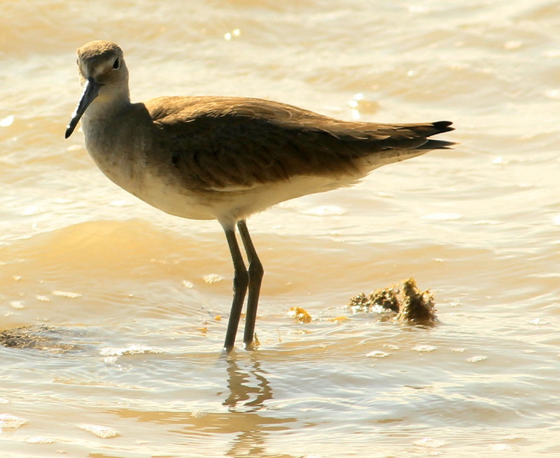 beach, seabird, wading, seagull, nature, 1080P, day, focus on foreground, lesser yellowlegs, water bird, animal, side view, wildlife, waterfront, shorebird
