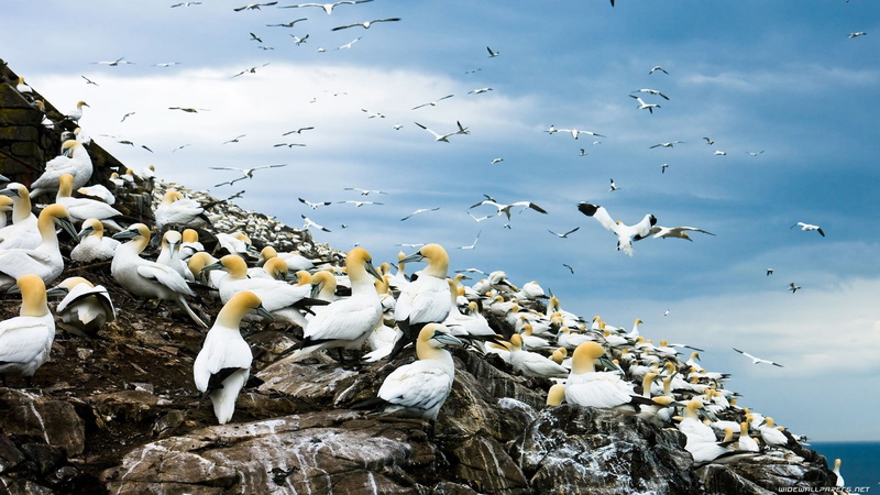 BIRDS, x, gannets, rocks, hd, art, 1080P, animals, seabird