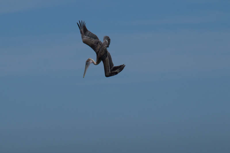 nature, shorebirds, day, animal themes, no people, low angle view, copy space, speed, united states, excited, flying, one animal, thrill, 5K, seabirds