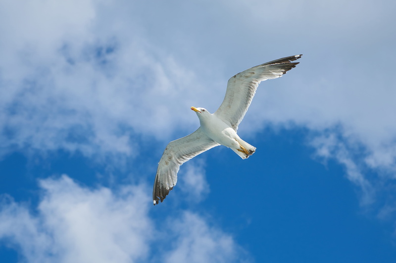 clouds, summer, mid-air, white color, flying, blue sky, outdoors, wind, dom, high, wings, nature, vertebrate, daylight, feathers, soar, animal themes, animals in the wild