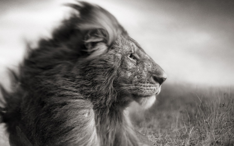 focus on foreground, animal body part, nature, animal, male Animal, mane, endangered Species, large, looking away, africa, wildlife, fur, 1080P, safari Animals