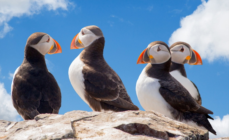 group of animals, rock, 1080P, puffins, four, animal wildlife, low angle view, solid, vertebrate, animal family, birds, animals in the wild