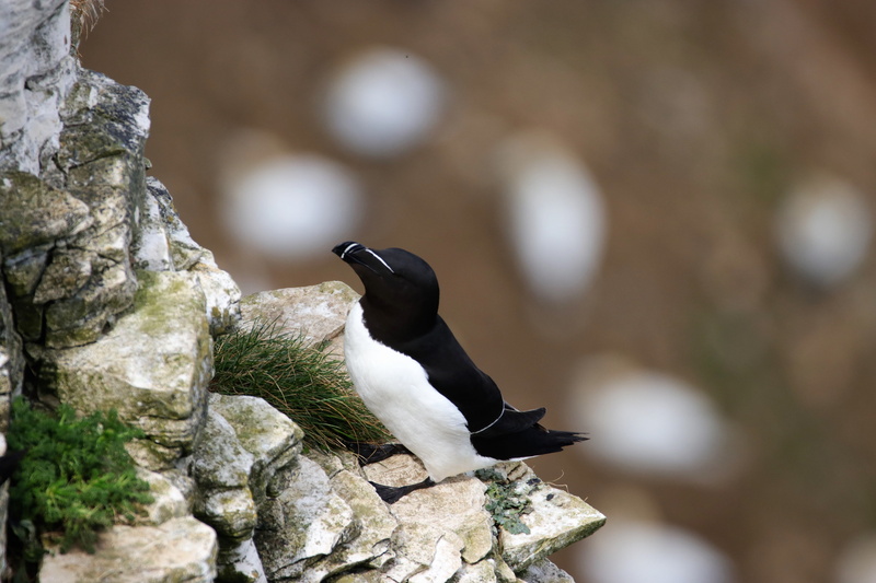 rock - object, focus on foreground, gull, day, outdoors, perching, animal, black color, animals in the wild, sea, seabird, rock, water, zoology, bird, close-up