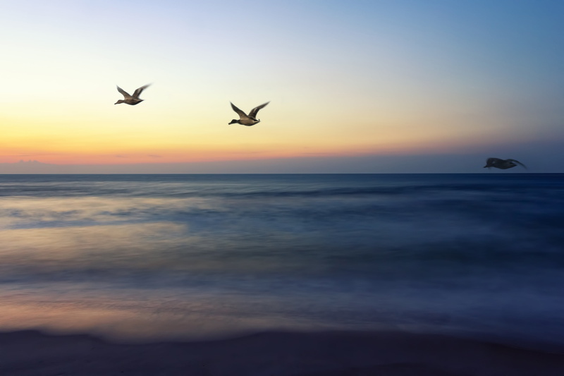sunrise, clear, gray, water, elegance, light, tail, jersey shore, beauty in nature, air, animal, outdoors, amazing, dom, hopeful, 2K, flight, sky, sunrise flight