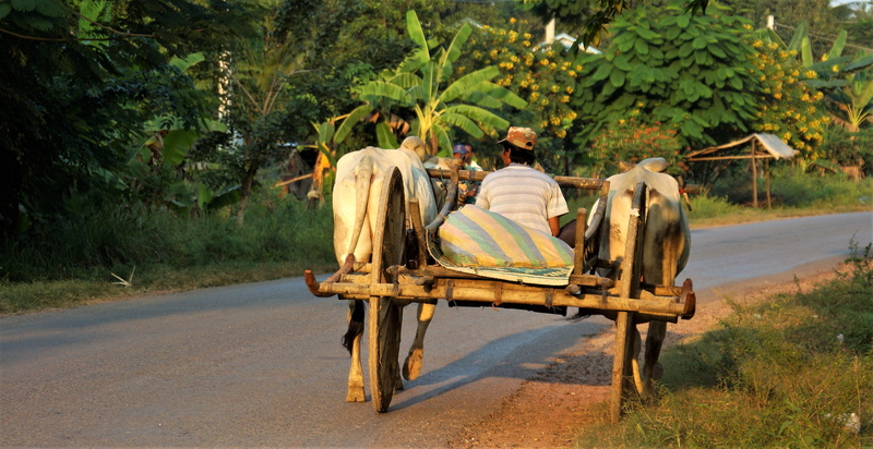 travel, leisure activity, outdoors, mammal, going, trailer, evening, tree, workman, simple, young adult, cambodia, life, group of people, battambang, adult