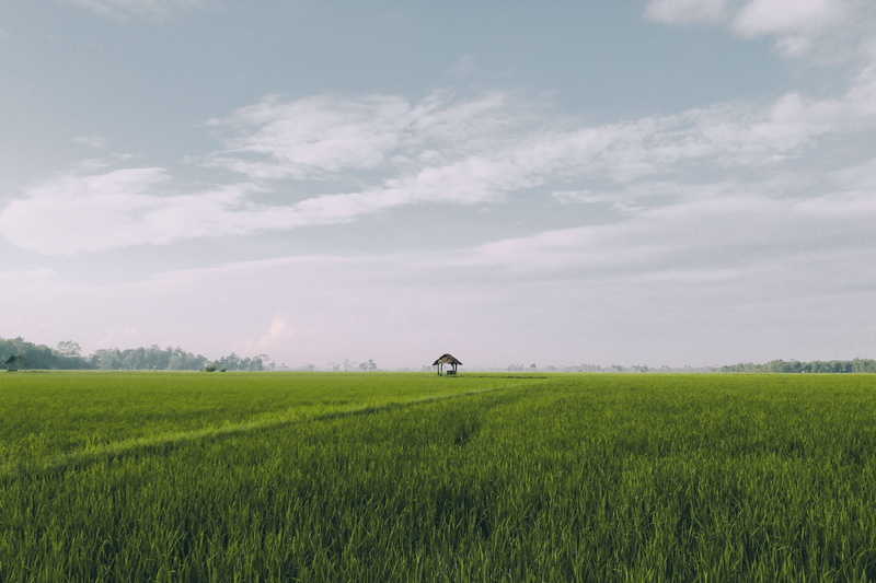 crop, field, sky, tranquil scene, cloudy, day, go, no people, 4K, rural scene, outdoors, scenics - nature, nature, cloud - sky, land, plant, plain, agriculture