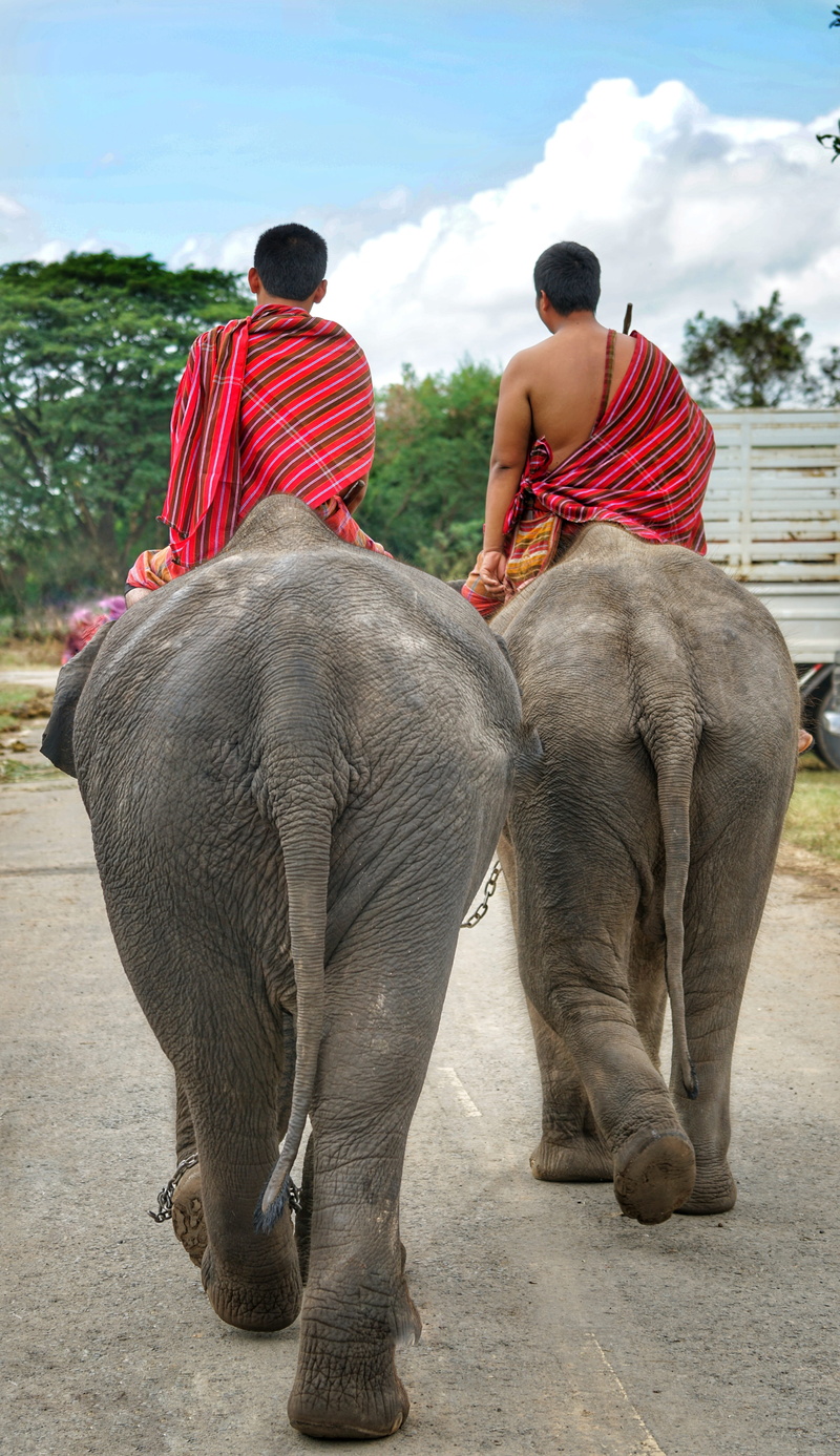 two people, mammal, people, day, ride, two, festival, vertebrate, animal trunk, elephants, full length, lifestyles, real people, thai, outdoors, man, herbivorous