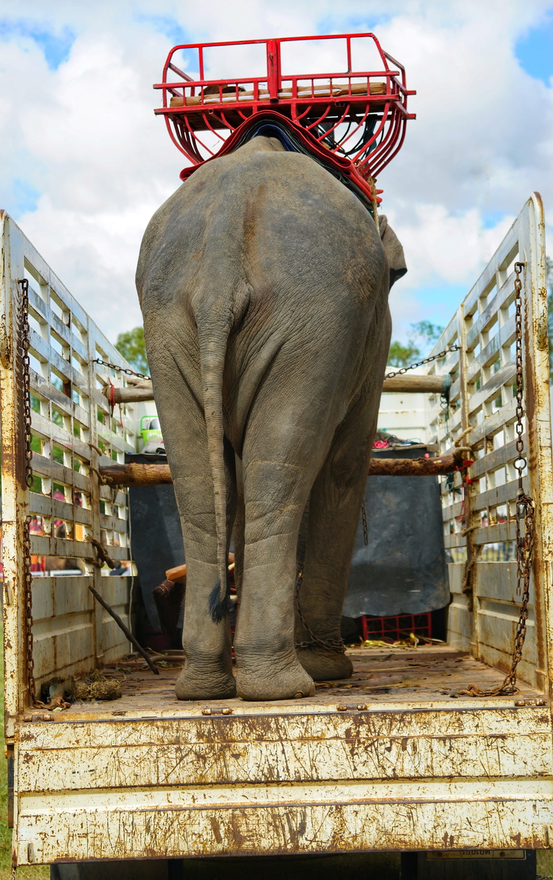 thailand, art and craft, mammal, built structure, day, low angle view, statue, nature, one animal, 5K, animal representation, outdoors, sky, elephant