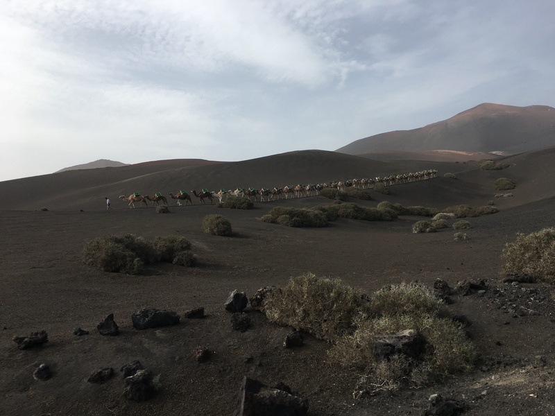 plant, no people, going, walking, daytime, tranquil scene, non-urban scene, desert, arid climate, sky, remote, cloud - sky, beauty in nature, nature, home