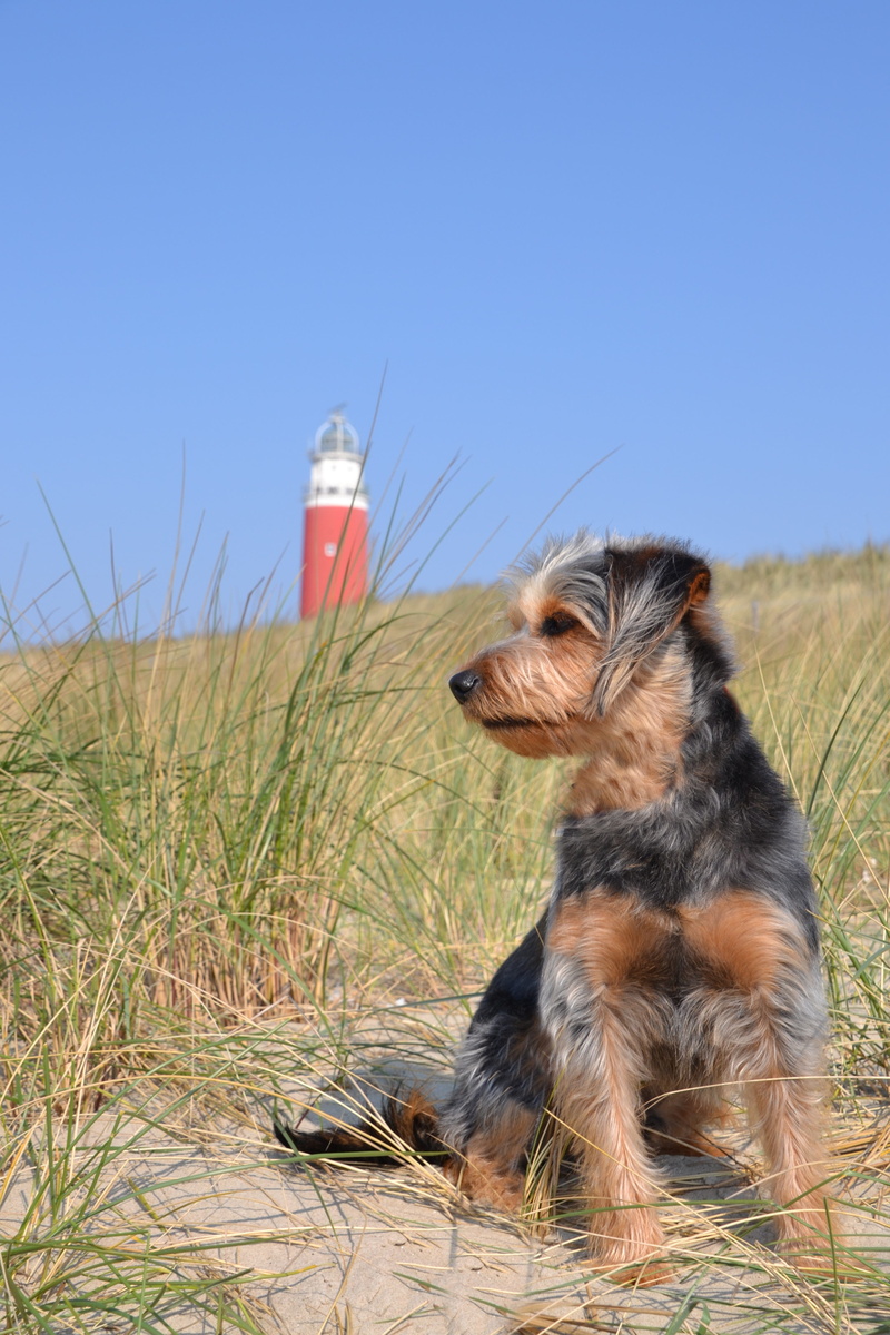 Yorkshire, no people, pets, field, plant, Dog, one animal, dog, animal themes, nature, vertebrate, animal, 4K, terrier, pet, blue, lighthouse, sky, canine