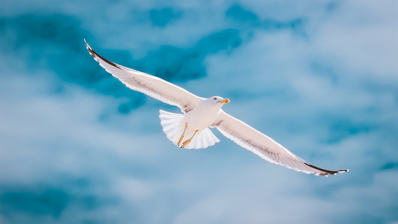 sky, animals in the wild, sea Bird, algarve, motion, flying, no people, sea, daytime, outdoors, white color, portugal, spread wings, animal wildlife, freedom