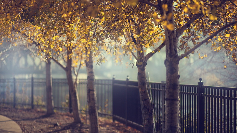 tree trunk, tranquility, change, no people, day, 1080P, trunk, white, growth, outdoors, trees, autumn, autumn collection, branch, floral, boundary, fog