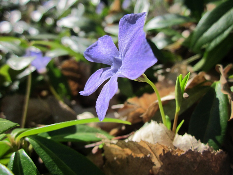 species, minor, nature, flower Head, wildflower, vinca, freshness, botany, focus on foreground, Lesser Periwinkle, Vinca Minor, no people, growth, periwinkle