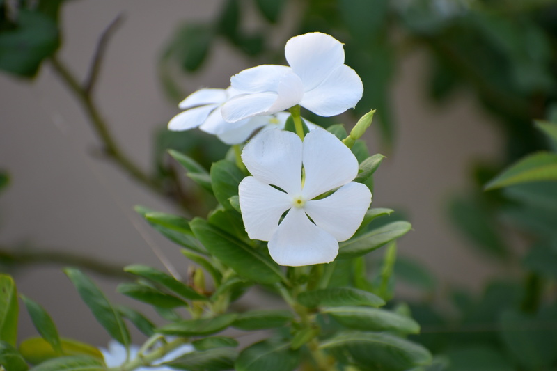 alba, close-up, periwinkle, beauty in nature, white color, focus on foreground, petal, flowering plant, vinca, freshness, inflorescence, leaf, flower head