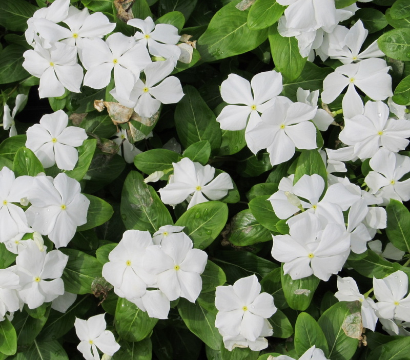 fragility, flower, inflorescence, white, backgrounds, leaf, bright, 1080P, flowering plant, nature, vinca minor, petal, growth, plant, flower head, resistant