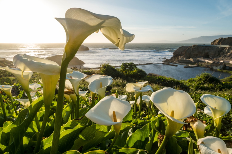 leaf, sky, calla lilly, wide, california, calla lillies, water, fragility, sea, summer, scenics - nature, flower head, sutro baths, sunset, united states