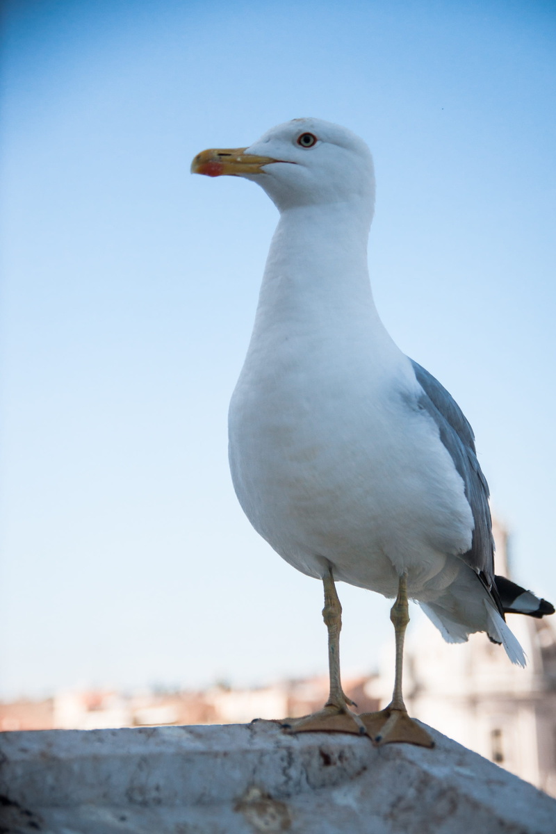 copy space, nature, animal, focus on foreground, bird, 2K, animals in the wild, sky, seevogel, no people, clear sky, animal wildlife, albatross, animal world