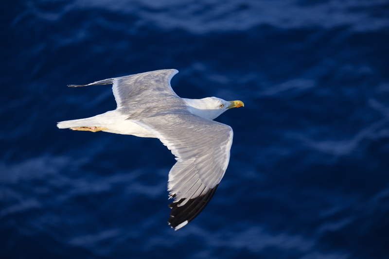 5K, hd, flying, seagull, 4k, 5k, birds