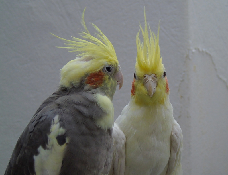 bird, outdoors, two animals, portrait, two, beak, animal, pair, 4K, nature, couple, vertebrate, closeup, group of animals, animals in the wild, perching