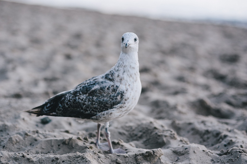 animal themes, bird, shore, beach, land, one animal, sea, sand, animal wildlife, seagull, animals In The Wild, water, close-up, wildlife, on the beach