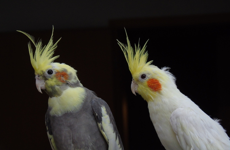 couple, grey, beak, 4K, indoors, portrait, animal body part, cockatiel, group of animals, animal wildlife, no people, australia, vertebrate, two animals