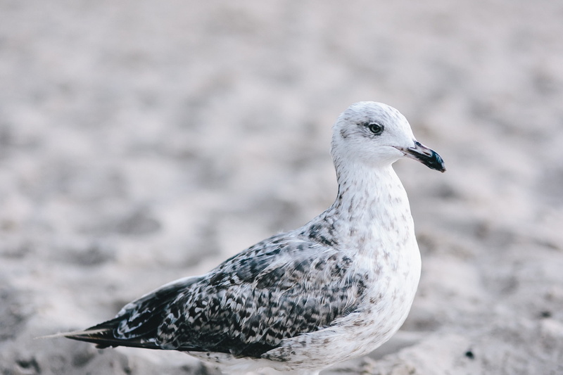 seaside, one animal, vertebrate, close-up, focus on foreground, full length, sand, White, shore, no people, on the beach, coastline, 2K, beach, profile view