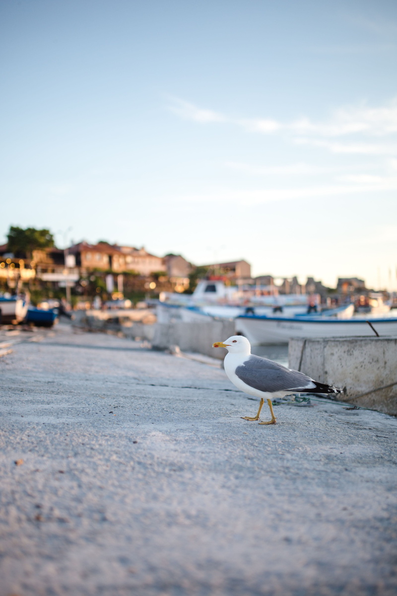 yacht, nautical vessel, animal, no people, day, sea, city, selective focus, water, 4K, Port, no person, ship, beach, boat, outdoors, Bulgaria, coastline