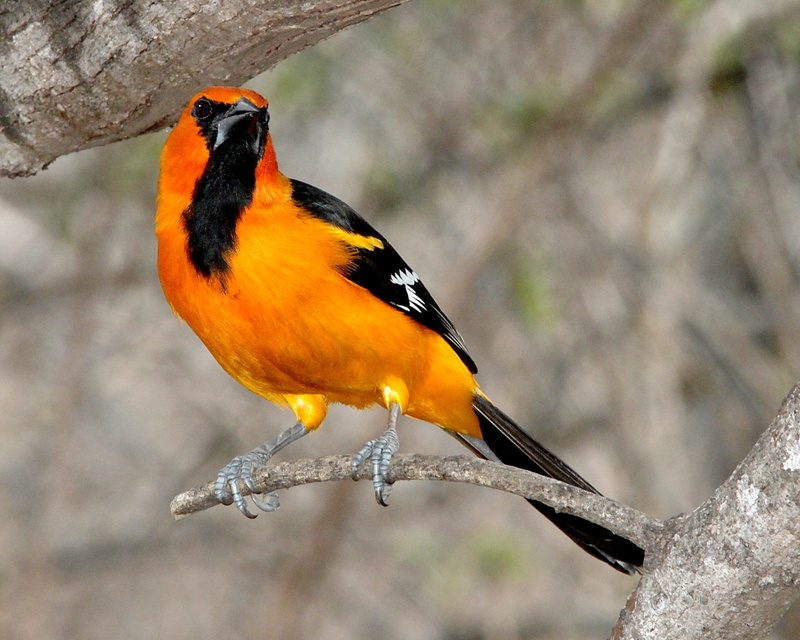 orange color, beak, birdwatching, feather, yellow, Altamira Oriole, 1080P, orange, perching, color Image, tree, no people, animal wildlife, plant, songbird