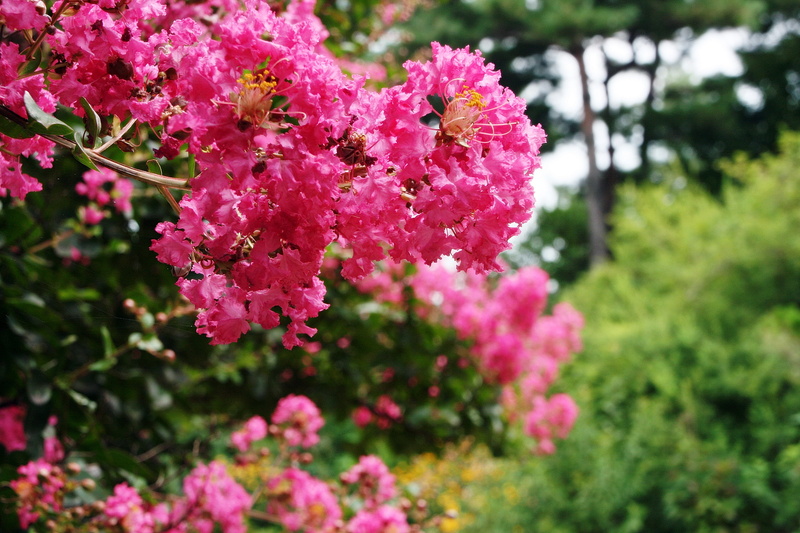 no people, plant, close-up, 4K, flower head, beauty in nature, vulnerability, bunch of flowers, springtime, grape myrtle, lagerstroemia indica, flower
