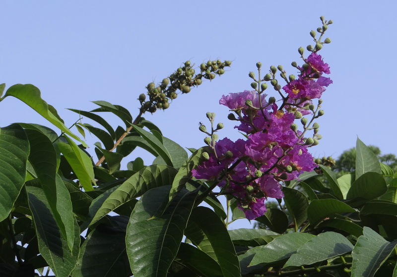 plant, outdoors, lilac, flowering plant, petal, close-up, nature, beauty in nature, fragility, giant crape-myrtle, flower head, freshness, jarul, purple