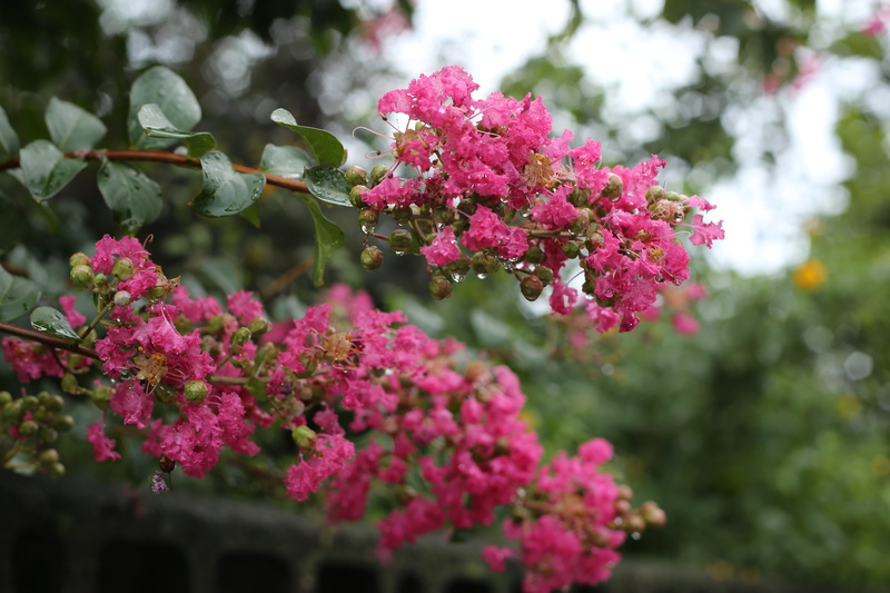 crape myrtle, selective focus, spring, botany, pink color, wood, nature, lantana, 5K, flowering plant, inflorescence, beauty in nature, petal, lagerstroemia indica
