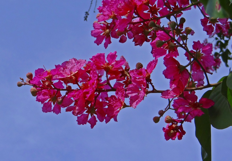 flower, sky, flowering plant, india, no people, freshness, pride of india, lagerstroemia speciosa, purple, spring, bunch of flowers, 2K, blossom, vulnerability