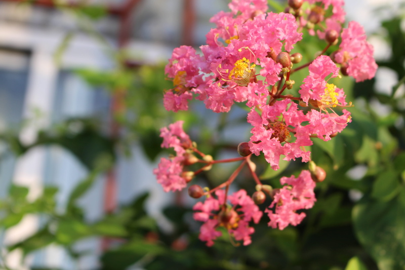 outdoors, lantana, freshness, 5K, nature, beauty in nature, flowering plant, bunch of flowers, springtime, inflorescence, vulnerability, early in the morning