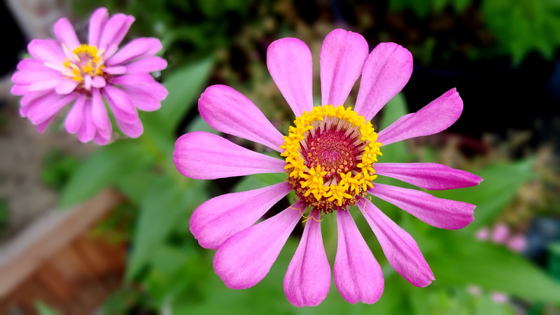 sejong city, outdoors, korea, close-up, no people, flower head, pollination, plant, day, 4K, nature, freshness, pink color, zinnia, fragility, crape flower