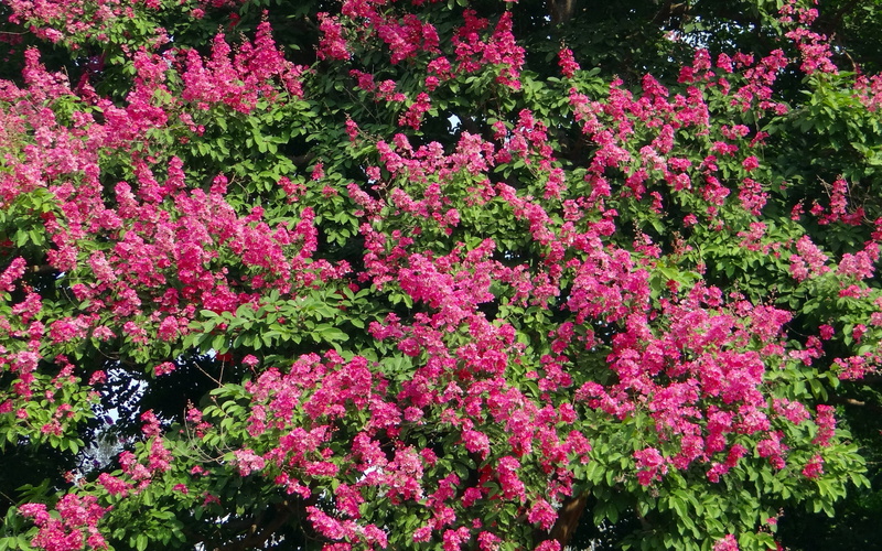 tree, full frame, outdoors, Giant Crape-Myrtle, purple, no people, queens crape-myrtle, 2K, growth, giant, india, fragility, jarul, crape, beauty in nature
